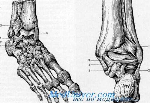 голеностопный сустав