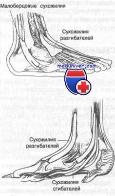анатомия голеностопного сустава