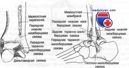 анатомия голеностопного сустава