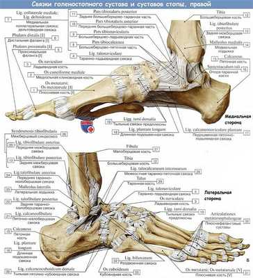 Анатомия: Связки голеностопного сустава и суставов стопы