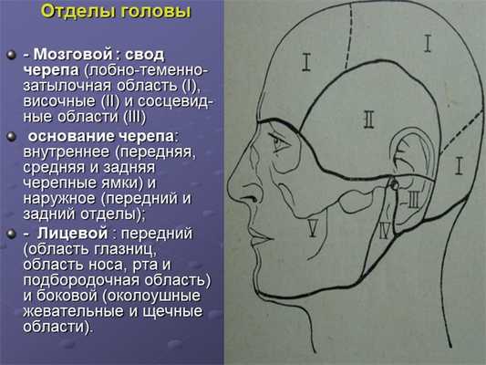 Отделы головы - Мозговой : свод черепа (лобно-теменно-затылочная обл. 