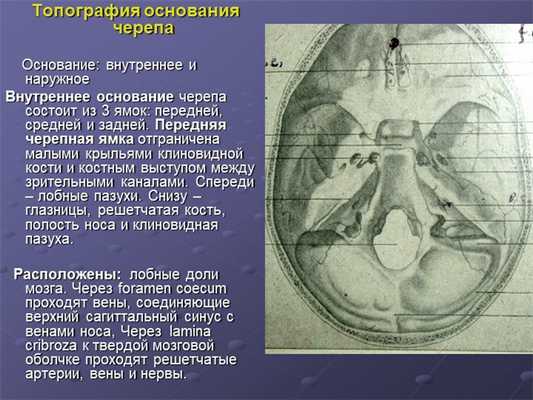 Топография основания черепа Основание: внутреннее и наружное Внутреннее. 