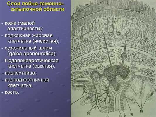 Слои лобно-теменно-затылочной области - кожа (малой эластичности); - подкож. 
