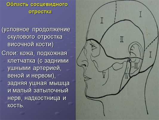 Область сосцевидного отростка. 
