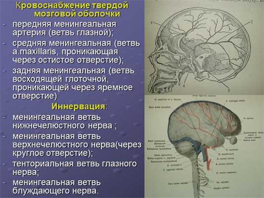 Кровоснабжение твердой мозговой оболочки передняя менингеальная артерия (ветв. 