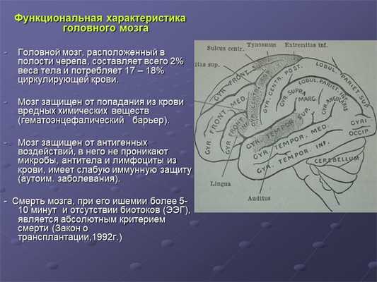 Функциональная характеристика головного мозга Головной мозг, расположенный. 