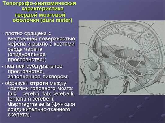 Топографо-анатомическая характеристика твердой мозговой оболочки (dura mater. 