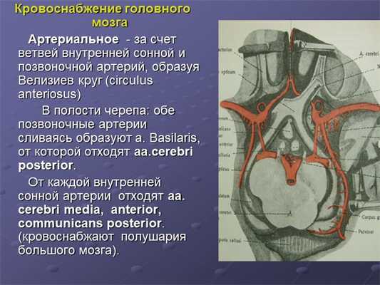 Кровоснабжение головного мозга Артериальное - за счет ветвей внутрен. 