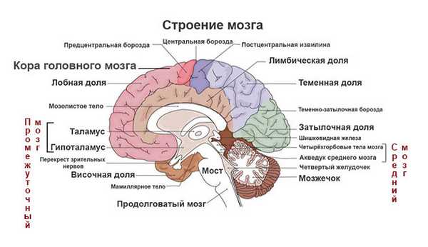 строение мозга