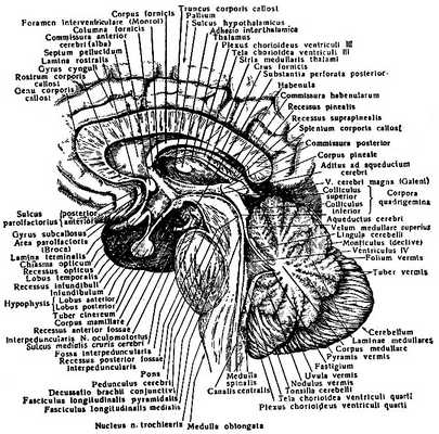 Рис. 197. Ствол головного мозга (сагиттальный разрез)