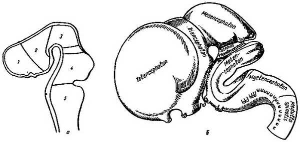 Рис. 196. Развитие головного мозга (по Р. Д. Синельникову). а - пять мозговых пузырей; 1 - первый пузырь - конечный мозг; 2 - второй пузырь - промежуточный мозг; 3 - третий пузырь - средний мозг; 4 - четвертый пузырь - собственно задний мозг; 5 - пятый пузырь - продолговатый мозг; между третьим и четвертым пузырями - перешеек; б - модель развивающегося мозга на стадии пяти пузырей