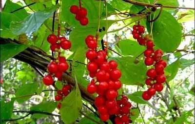 Китайский лимонник