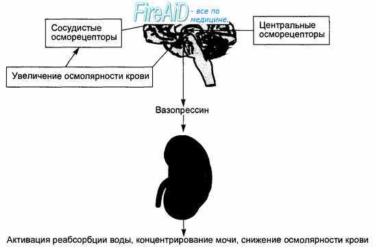 Ограничение приема воды. Гиперосмотическая дегидратация. Осморегулирующие рефлексы.