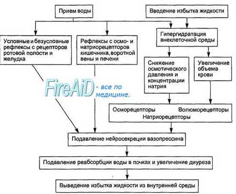 Гипоосмотическая гипердегидратация. Чрезмерный прием воды.