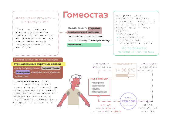 Гомеостаз: понятие, предназначение, примеры