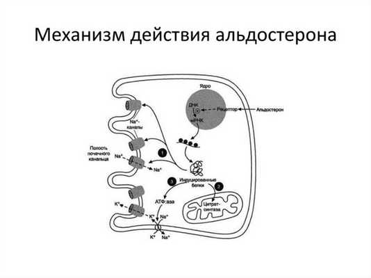 Механизм действия альдостерона