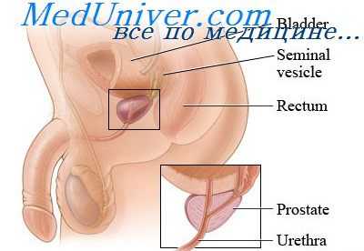 андрогены яичек
