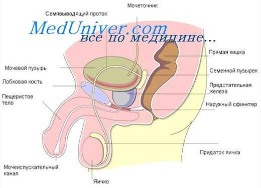 предстательная железа