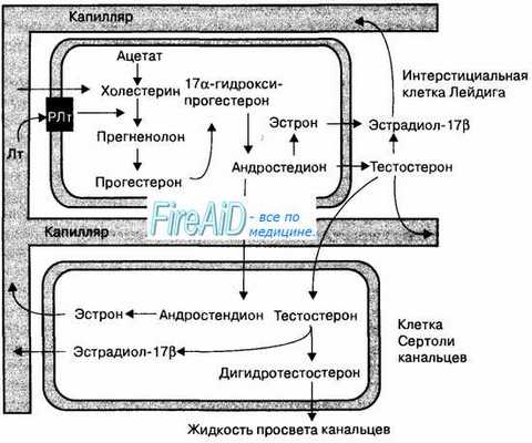 Гормональная регуляция сперматогенеза. Лютропин аденогипофиза. Стероидогенный эффект лютропина.