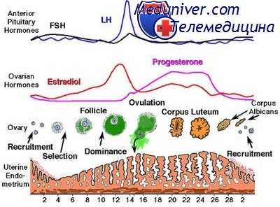 гормоны и яичники