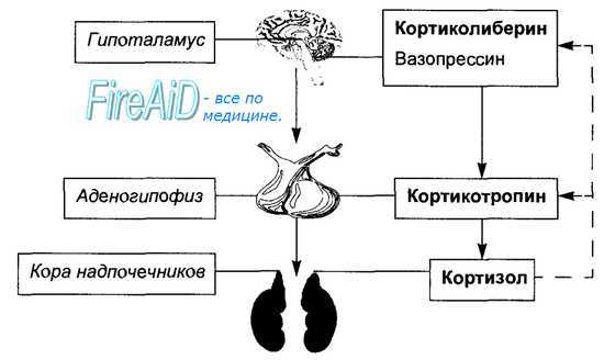 Адренокортикотропный гормон (АКТГ). Физиологические эффекты кортикотропина.