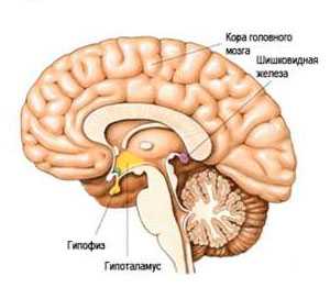 Гормоны гипофиза