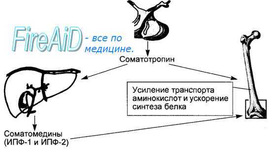 Соматотропин (соматотропный гормон, СТГ). Соматомедины. Акромегалия.