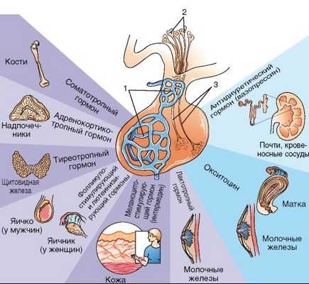 гормоны гипофиза