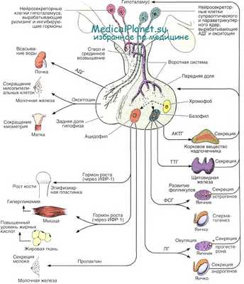 гормоны гипофиза