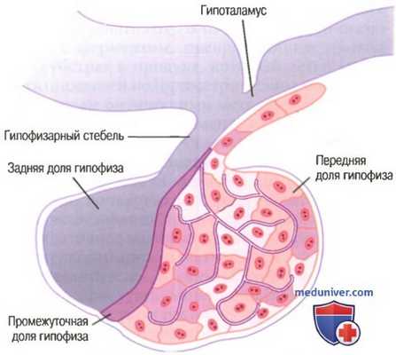 Физиология гипофиза. Гормоны гипофиза