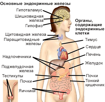 Эндокринная система