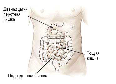 тонкая кишка человека