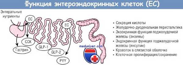 Функция энтероэндокринных клеток и их гормоны