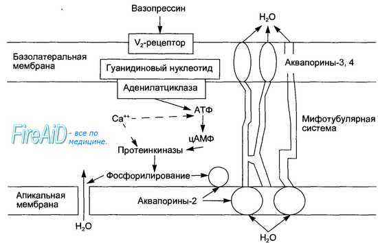 Аквапорины. Регуляция секреции и физиологические эффекты вазопрессина.