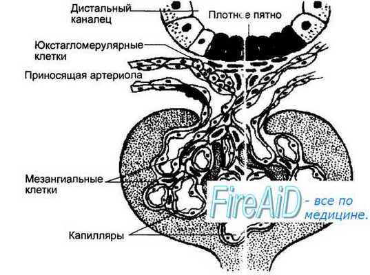 Ренин. Ренин - ангиотензин - альдостероновая система.