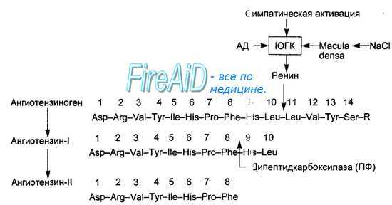 Ренин. Ренин - ангиотензин - альдостероновая система.