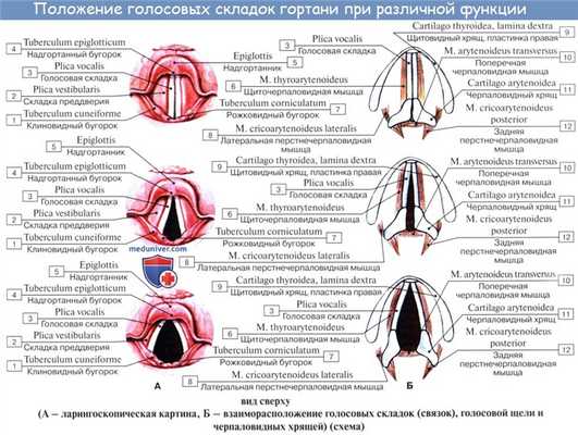 Анатомия человека: Полость гортани. Предверие гортани. Голосовая щель. Звукообразование в гортани
