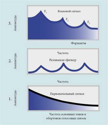 В голосовых связках формируется первоначальный сигнал