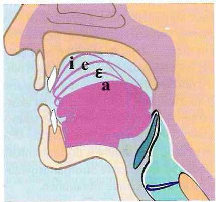 Положение языка при воспроизведении гласных звуков