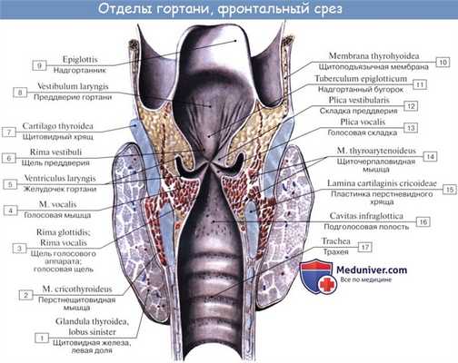Анатомия человека: Полость гортани. Предверие гортани. Голосовая щель. Звукообразование в гортани