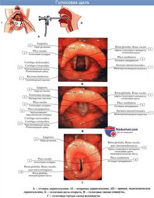 Анатомия человека: Полость гортани. Предверие гортани. Голосовая щель. Звукообразование в гортани