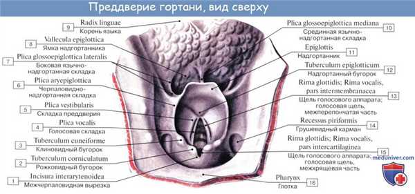 Анатомия человека: Полость гортани. Предверие гортани. Голосовая щель. Звукообразование в гортани