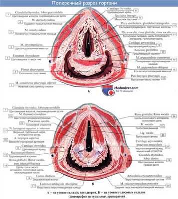 Анатомия человека: Полость гортани. Предверие гортани. Голосовая щель. Звукообразование в гортани