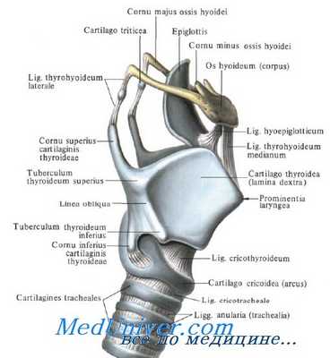 хрящи гортани