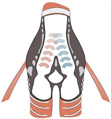 Гортань птиц