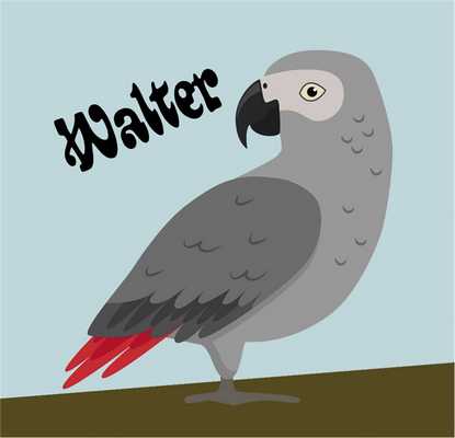 Серый попугай Вальтер