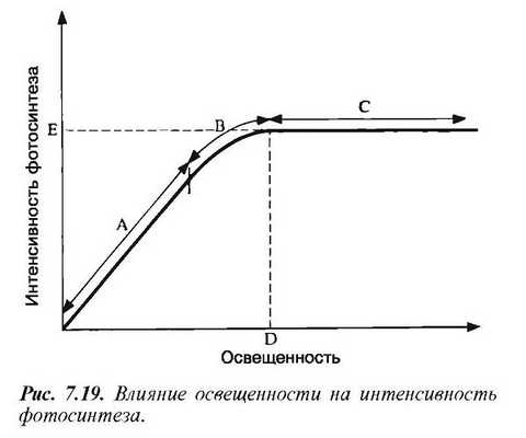 Графики интенсивности фотосинтеза