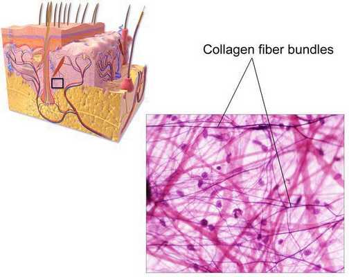 Соединительная ткань, состоящая из коллагена