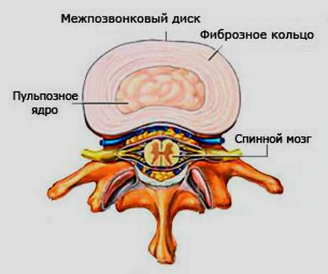 Строение межпозвоночного диска