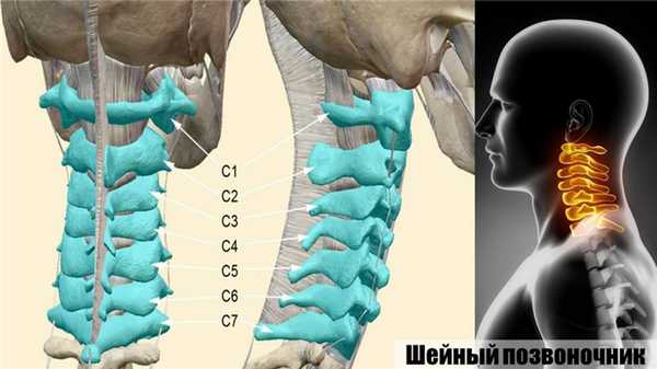 Строение шейного отдела позвоночника